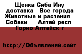 Щенки Сиба Ину доставка - Все города Животные и растения » Собаки   . Алтай респ.,Горно-Алтайск г.